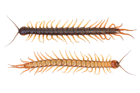 Centipede isolatedの写真素材