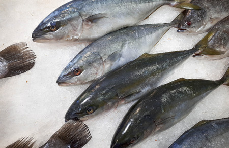 Frozen yellow tail fishの写真素材