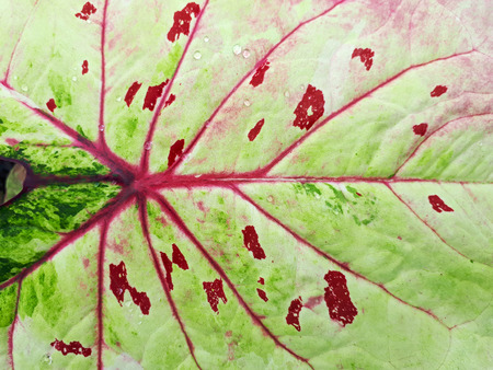 Closeup of colorful caladium leaf backgroundの写真素材