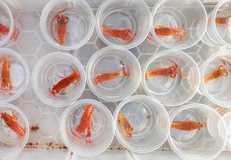 Young crayfish in plastic cups / Crafish farm
