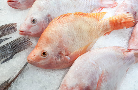 Frozen Nile Tiapiaの写真素材