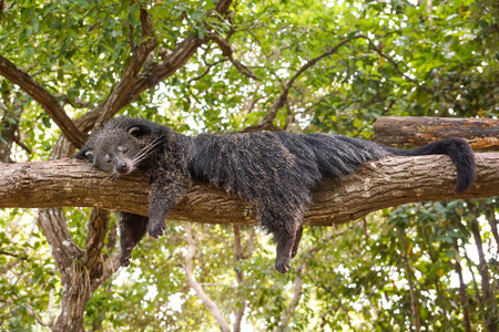 Bearcat sleeping on a tree / Binturong / Arctictis Binturongの写真素材