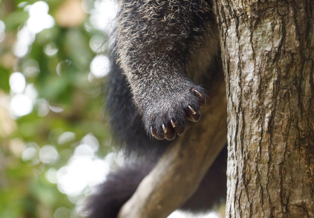 Closeup of Bearcat's paw / Binturong / Arctictis Binturongの写真素材