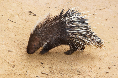 porcupineの写真素材