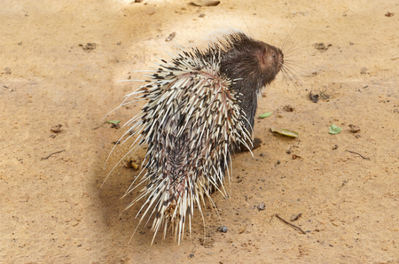 porcupineの写真素材