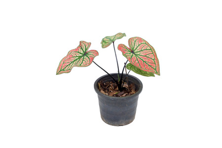 A pot of caladium plant isolatedの写真素材