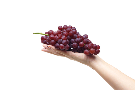 Female hand holding purple seedless grapes isolatedの写真素材