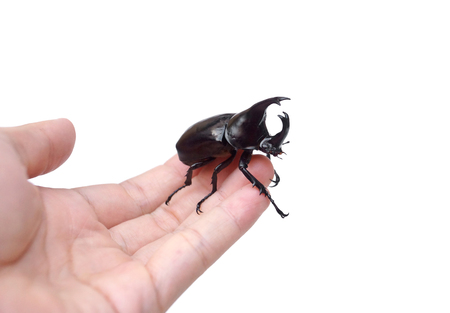 Hand holding a rhinoceros beetle isolated / Insect as a pet conceptの写真素材