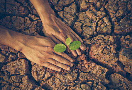 Hands holding a tree on cracked earth / Love and Protect nature from environmental destruction conceptの写真素材