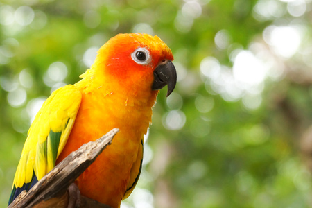 Jandaya Parakeet or Jenday conure (Aratinga jandaya)の写真素材