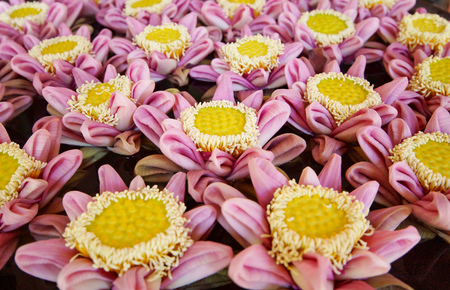 Folded pink lotus flowersの写真素材