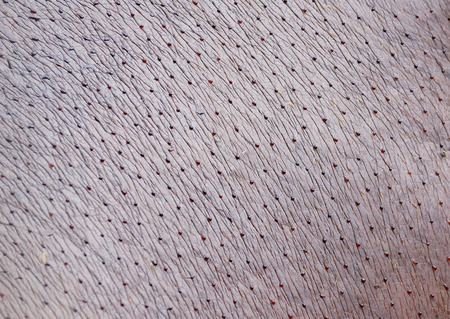 Closeup of hippopotamus skinの写真素材