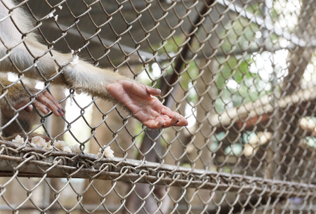 Monkey reaching its hand out from a cage / Animal rights conceptの写真素材