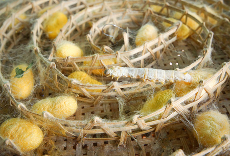 Silk worm on silk cocoon / Silk cloth production conceptの写真素材