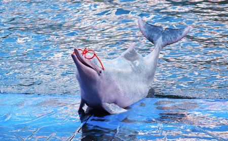 Pink dolphin showing on the stage by wearing red eyeglassesの写真素材