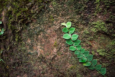 Green creeper growing on rock