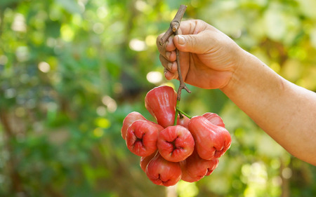 Hand holding a big bunch of rose apples