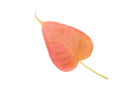 A leaf of Sacred Fig Tree, Pipal Tree, Bohhi Tree, Bo Tree, Peepul, Ficus religiosa                 ...