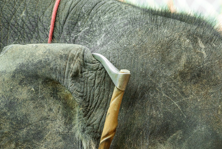 A tool used by mahout to control elephantの写真素材