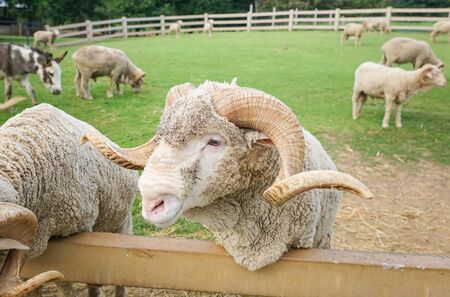 Merino sheep in the farmの写真素材