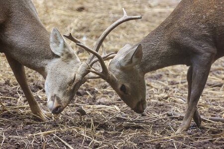 Barking deer fighting each otherの写真素材