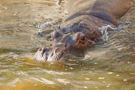 Hippopotamus swimming in the waterの写真素材