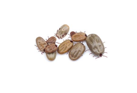 Ticks isolated on white backgroundの写真素材