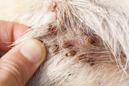 Ticks biting and suckin blood from dogの写真素材