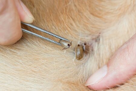 Removing ticks biting and suckin blood from dogの写真素材
