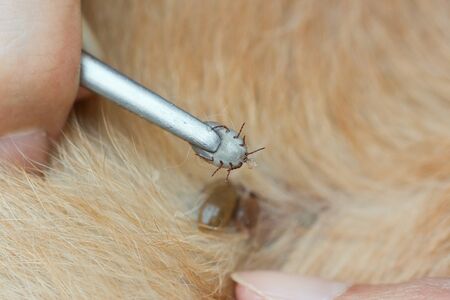 Using forceps to remove ticks from dogの写真素材