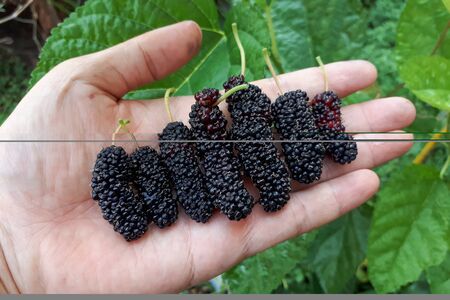 Hand holding different sizes of mulberryの写真素材