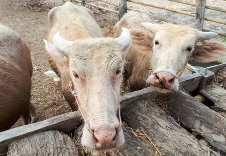 Albino water buffalos eating dry grassの写真素材