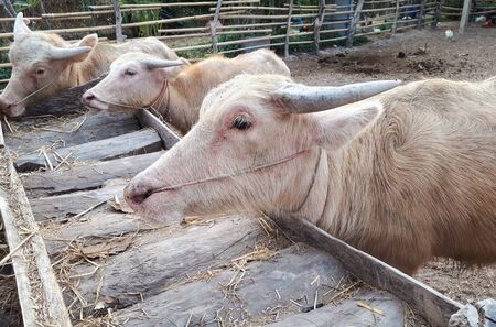 Albino water buffalos eating dry grassの写真素材