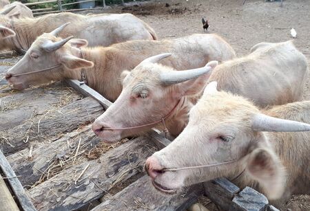 Albino water buffalos eating dry grassの写真素材