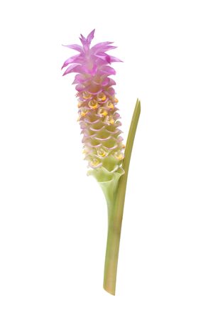 Curcuma sessilis isolated on white backgroubdの写真素材
