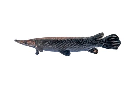 Alligator Gar isolated on white backgroundの写真素材