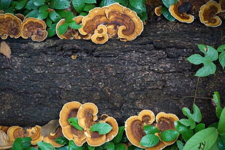 A log of tree with green leaves and mushroomの写真素材
