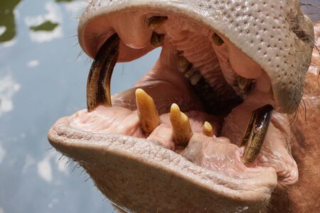 Closeup of a mouth and teeth of a hippopotamusの写真素材