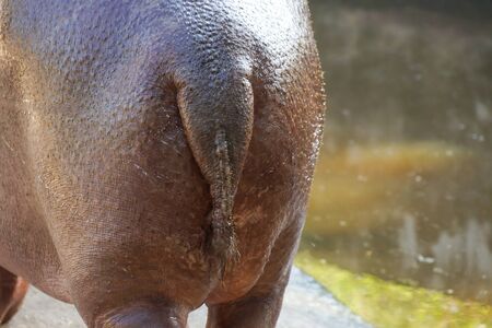 Closeup of a hippo's tailの写真素材