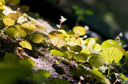 Begonia growing on rocks / Begonia demissa Craib (Begoniaceae)の写真素材