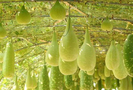 Bottle gourd hung from the ceiling of the houseの写真素材