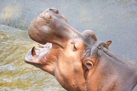 Closeup shot of hippopotamus opens its mouthの写真素材