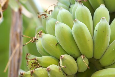 A bunch of raw bananas on a tree                               の写真素材