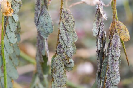 Pest - Aphis craccivora Koch destroying plantsの写真素材