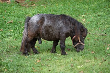 Black Shetland pony eating grassの写真素材