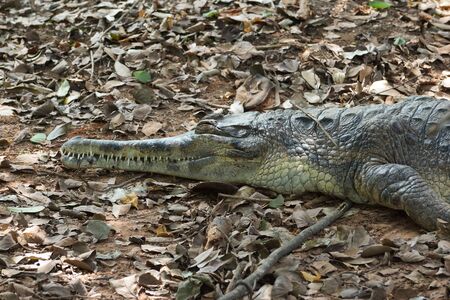Gavial lying in the sun near the waterの写真素材