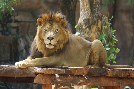 Male lion lying on a wooden stageの写真素材