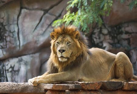 Male lion lying on a wooden stageの写真素材