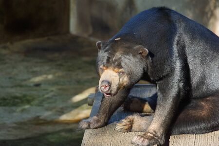 Malayan sun bear (Helarctos Malayanus)の写真素材
