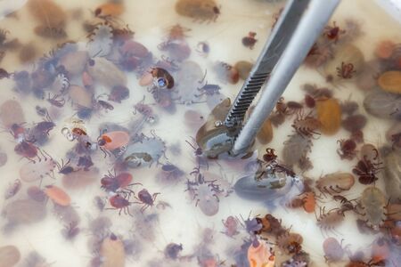 Pet owner using forceps to remove ticks from dogの写真素材